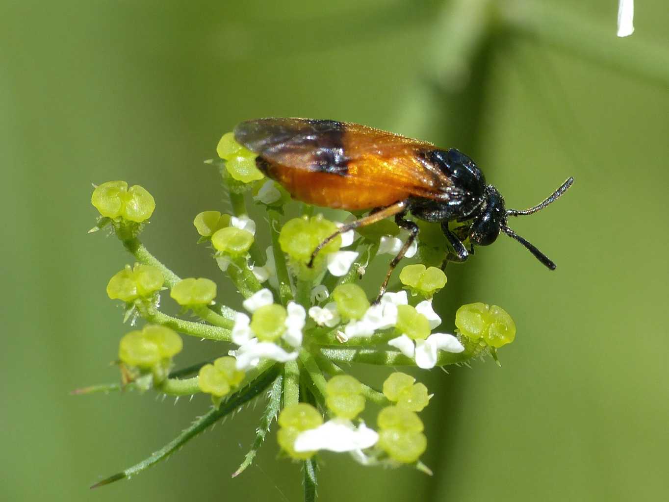 Arge cyanocrocea?